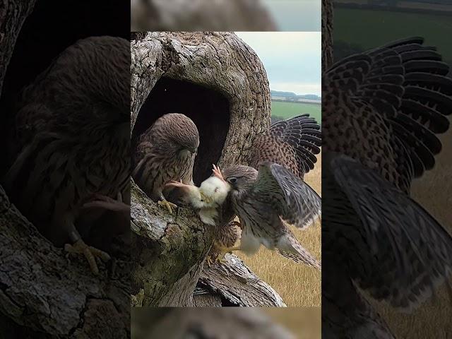 The rescued kestrels occasionally fight over food 