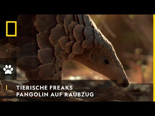 TIERISCHE FREAKS - Pangolin auf Ameisenraubzug | National Geographic