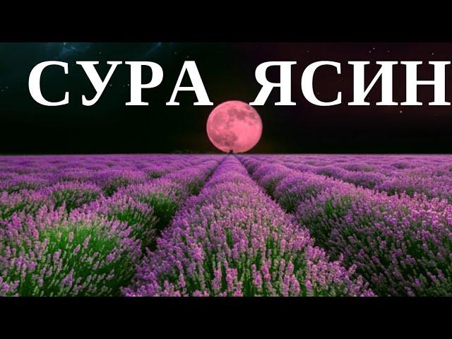 Ясин сүресі/Сура Ясин/Yasin/Қазақша,Криллица,Арабша/Таңертең және Кешке тыңдаңыз/Құранның жүрегі