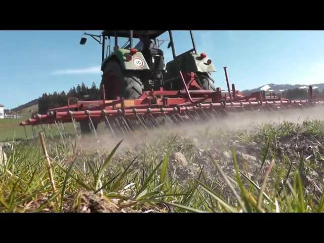 Getreide striegeln, Ur-Dinkel und Bergweizen mit Einböck Striegel striegeln