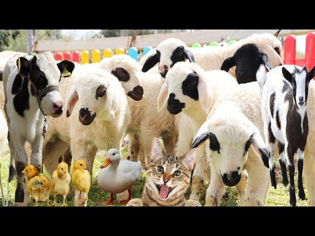 Goats and cows, animal sounds, rabbits, little sheep, chicks, ducks, goats