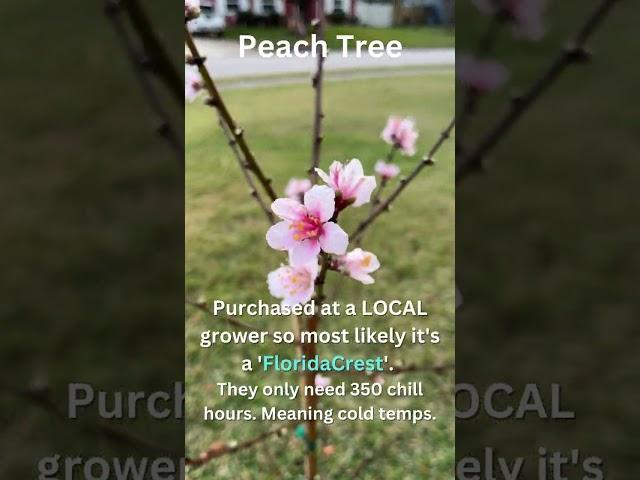 My Peach Tree Is BLOWING UP!