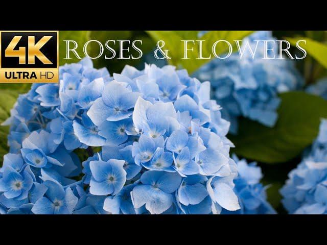 Magnificent Colors of Nature in 4K - Beautiful Flowers & Roses With Calming Music