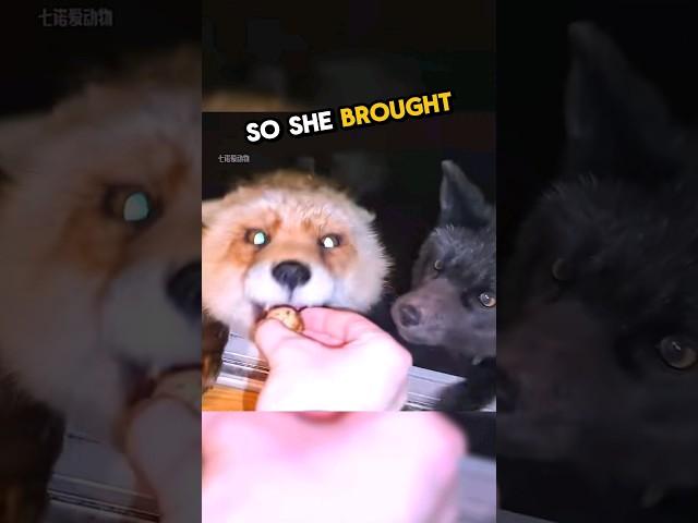 This girl gave a fox an egg and this happened...  #animals #fox #wholesome