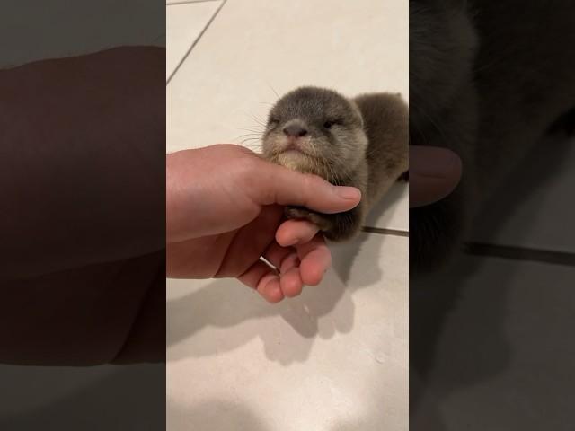 Baby River OTTER! #shorts #short #animal #nature #wildlife #Otter #pets