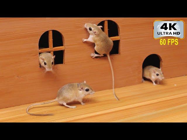 Cat TV Games: Mice Hide & Seek in Jerry's Hole | Mouse Videos for Cats to Watch (4K 60fps)