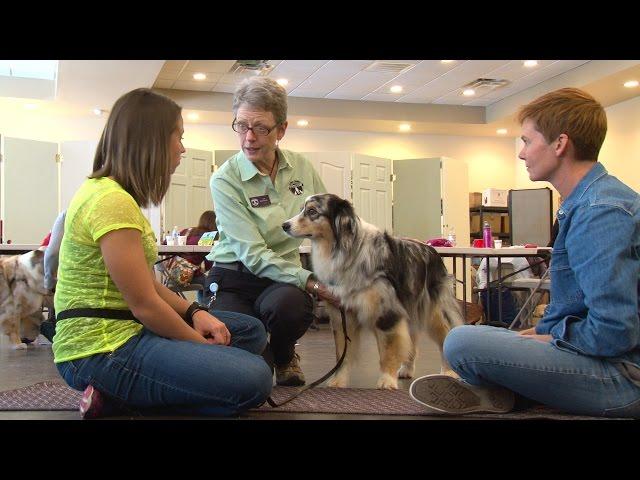 Become a dog trainer with the Victoria Stilwell Academy