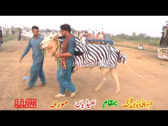 Hamza Sky Video Fateh Jang