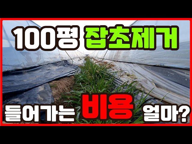 100평 잡초들 한방에 싹 죽이는데 과연 얼마가 필요할까?