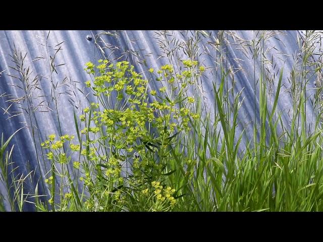 LEAFY SPURGE (Euphorbia esula)