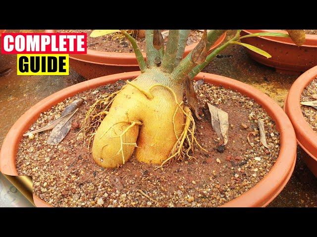 COMPLETE GUIDE TO GROWING ADENIUM – THE DESERT ROSE | CARE TIPS, TRICKS, SEEDS, CAUDEX
