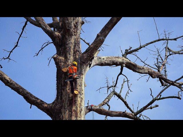 Very dangerous..‼️The execution of dead and weathered trees is very troubling