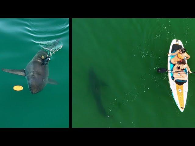 Woman Spots Great White Shark Next to Her & Reacts How Most People Would: Complete Surprise!