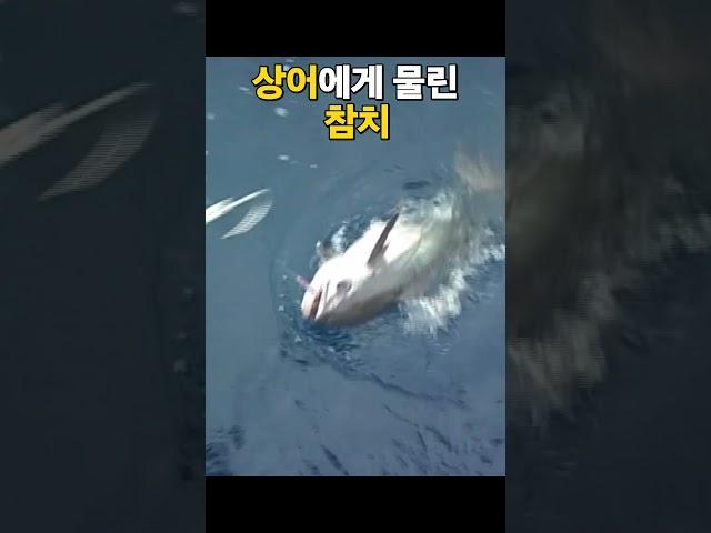 상어에게 물어 뜯긴 참치 #투나 #샤크 #shark