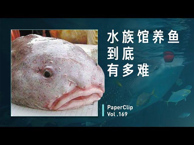 Vol.169 水族馆养鱼到底有多难？