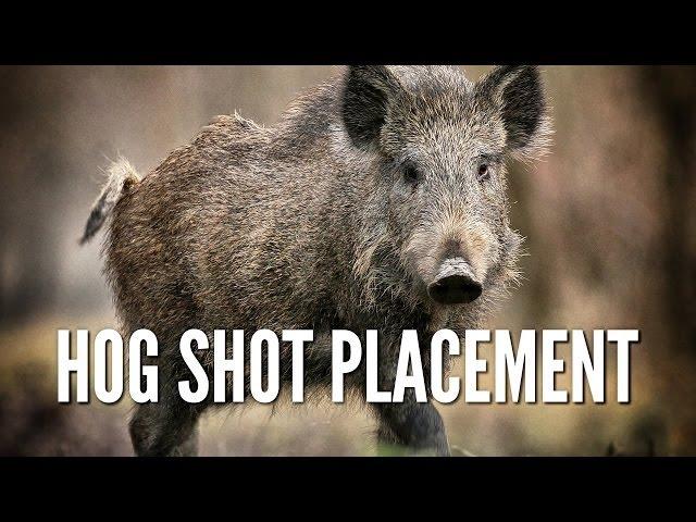 Wild Hog Shot Placement - Hog Anatomy