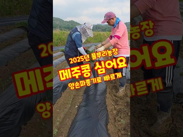 메주콩 심어요. 양손파종기로 빠르게 2025년 풀뿌리농장 #shorts
