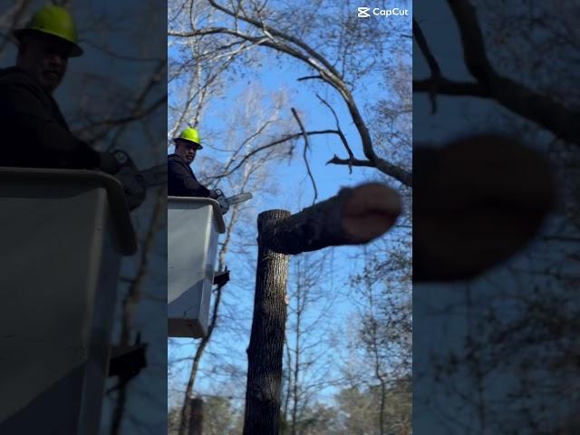 ️Cut it. Drop it. Done. #treedrops #treeservice #landmanagement (we do not own copyrights)