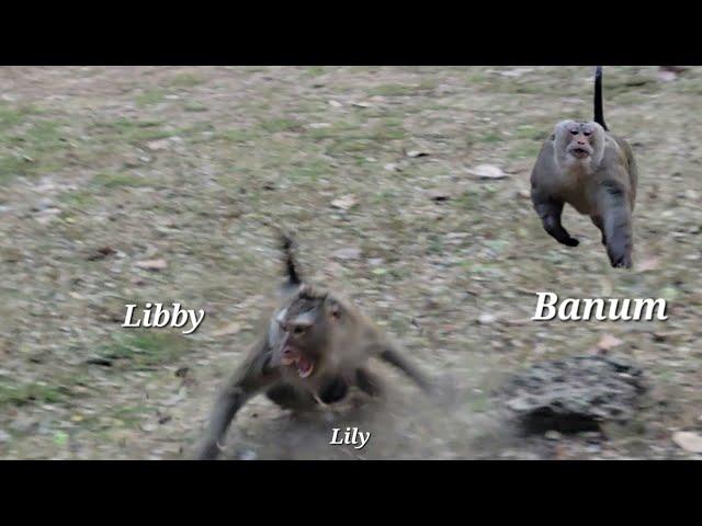 3-Day-Old Baby Monkey Lilyactivities Baby Lily, Mother Libby And Banum Monkey !