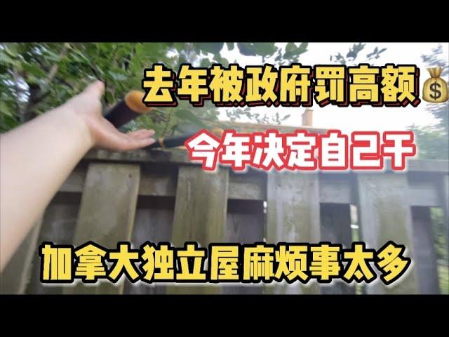 加拿大生活 |  在多伦多不同city 住house要小心，我去年因后院树被政府罚$1,800？！为什么需要爬上围栏修邻居家的树？