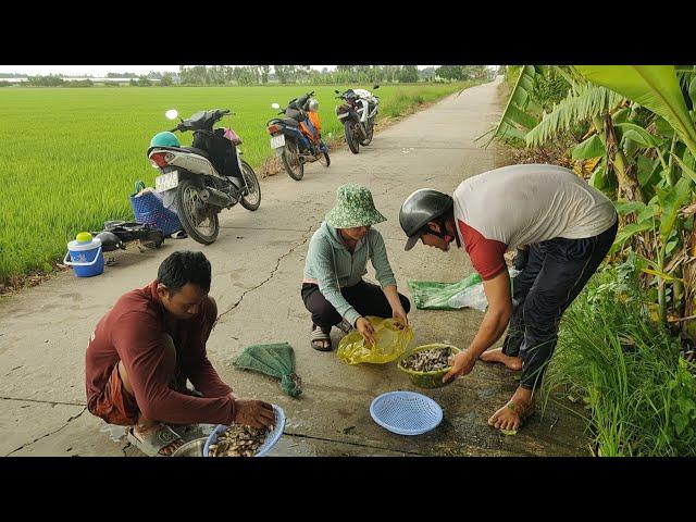 Cá Rô non mắt cạn mùa lúa trổ anh em taem Văn Xinh Đoàn bữa nay dô mánh rồi