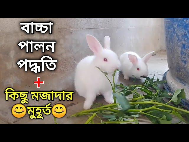 খরগোশের বাচ্চা পালন পদ্ধতি | Khorgos Palon Grow Life| Rabbit rearing and baby rabbit care