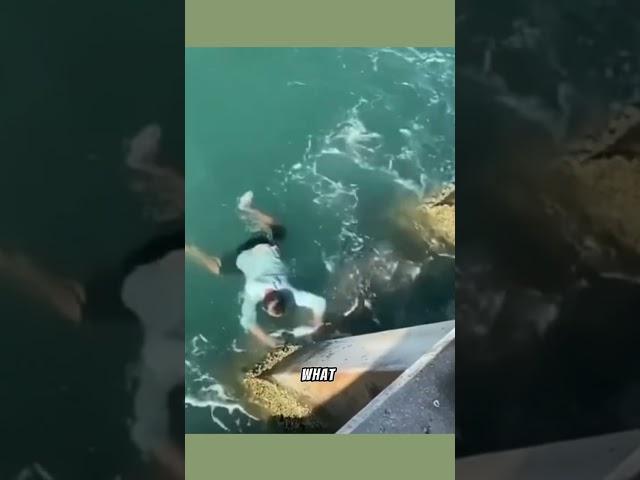 Crazy Alligator encounters #shorts