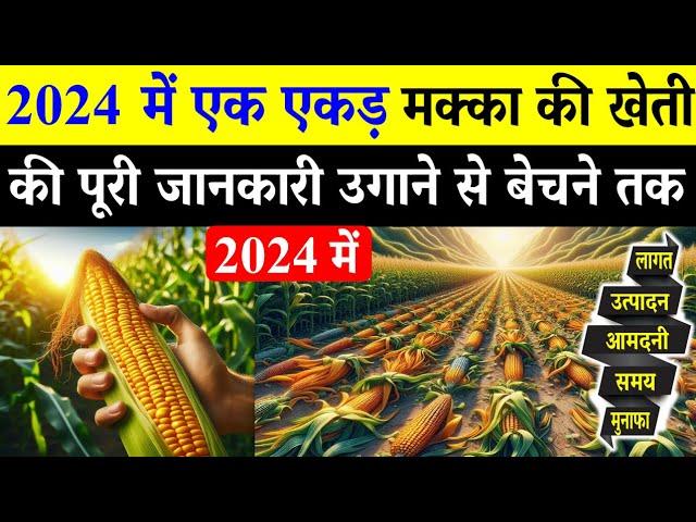 2024 में मक्का की खेती कब और कैसे करें  | Makka Ki Kheti Ki Puri Jankari | Maize Farming In India