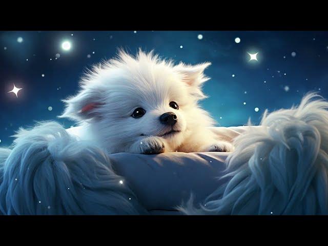 Lofi Night with My Dog | chill beats for sleep well/ relax  x Fall In Luv