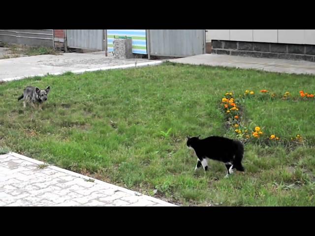 Dog vs. Cat vs. Ennio Morricone