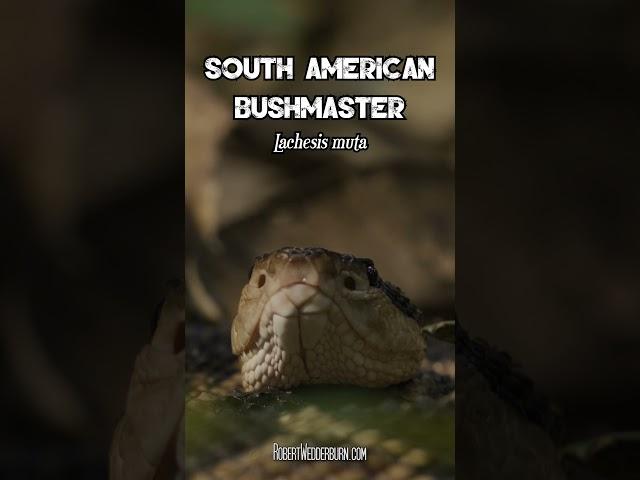 South American Bushmaster (Lachesis muta)