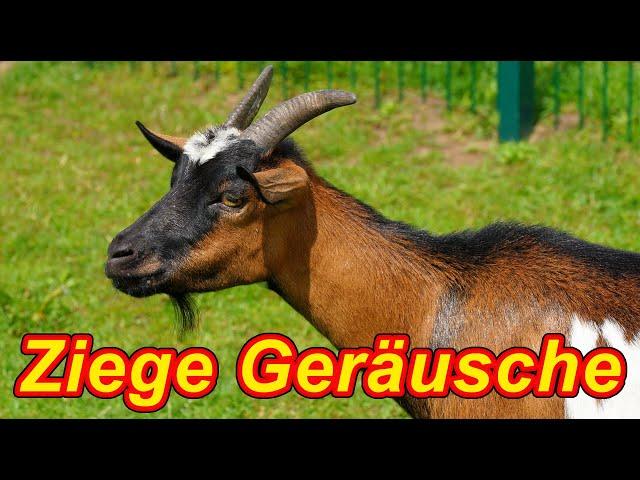 Ziegen Geräusch - Geräusche von Ziegen