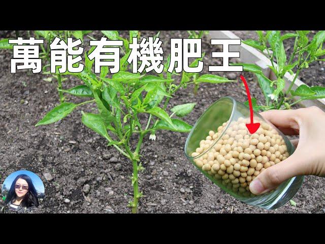 SUPER fertilizer in kitchen 廚房裡的萬能有機肥王, 肥力超強, 做一次用一整年, 種菜養花必備