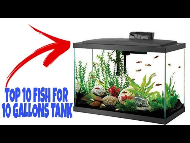 Best 10 Fish Ideas For 10 Gallon Aquarium | Prathmesh Aquatics