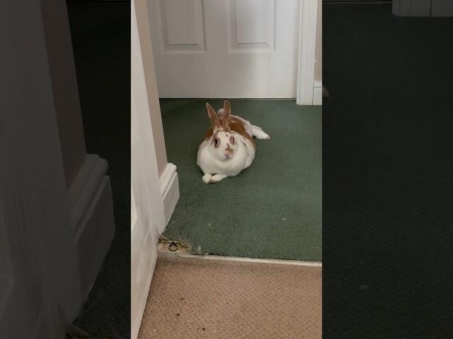 Serve & protect the hooman | Emily The Rabbit
