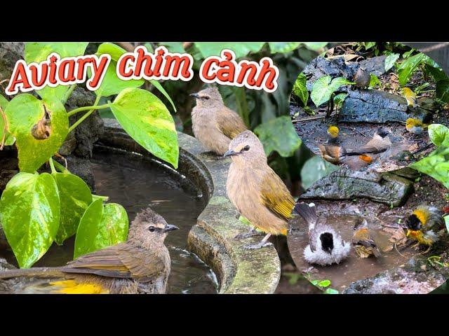 Ngắm nhìn những loài chim cảnh Tắm & Vui Đùa cùng nhau trong Aviary rộng 10m2 || Đạt Bird TV