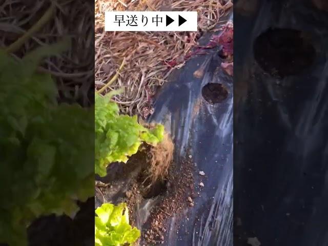 サンチュ・水菜冬の葉物野菜を収穫します#家庭菜園#サンチュ#水菜