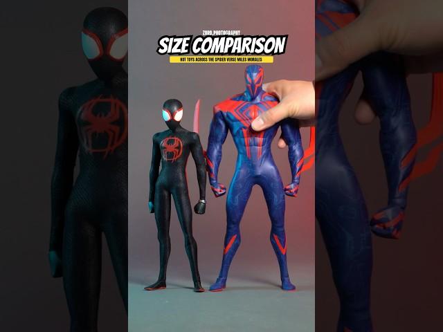 Size Comparison: Hot Toys Marvel Spider-Man Across the Spider-Verse - Miles Morales #spiderman