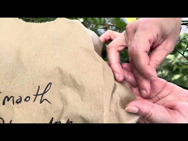 How to harvest Smooth Blue Aster (Symphyotrichum laeve) seeds