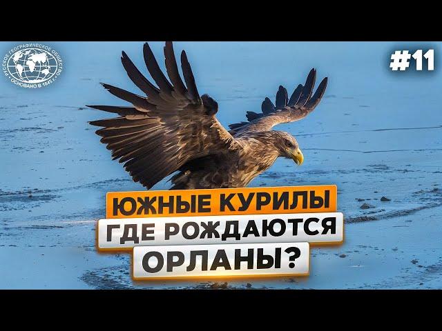 Южные Курилы: орлан белохвост, папоротники  и полоз  | @Русское географическое общество