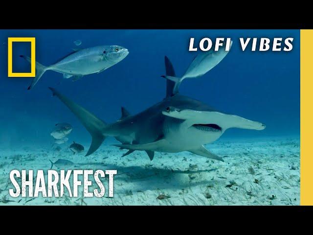 Relax with 5 Minutes of HD Ocean Footage | Lofi Stress Relief | Sharkfest