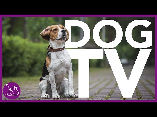 DOG TV - Deeply Entertaining Video For Dogs To Watch (NEW)