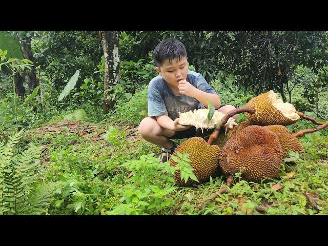 Harvesting jackfruit, going to town to farm, father and son bathed in the stream