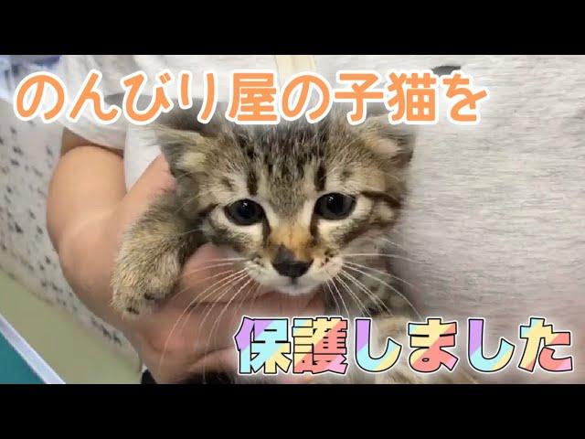 はぐれた子猫を保護し病院へ。注射されたら死んたフリをする子猫ちゃん（笑）かわいいです【We rescued a kitten】