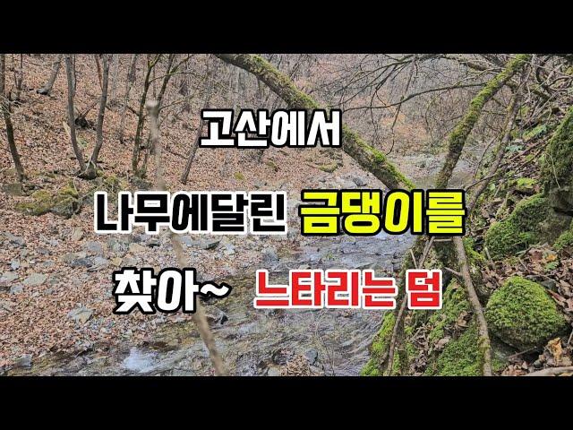 241123  강원고산에서  금댕이를 찾아서~ #뽕상황#개회상황#느타리버섯 #약용버섯#항암에좋은버섯#식용버섯산행#산행