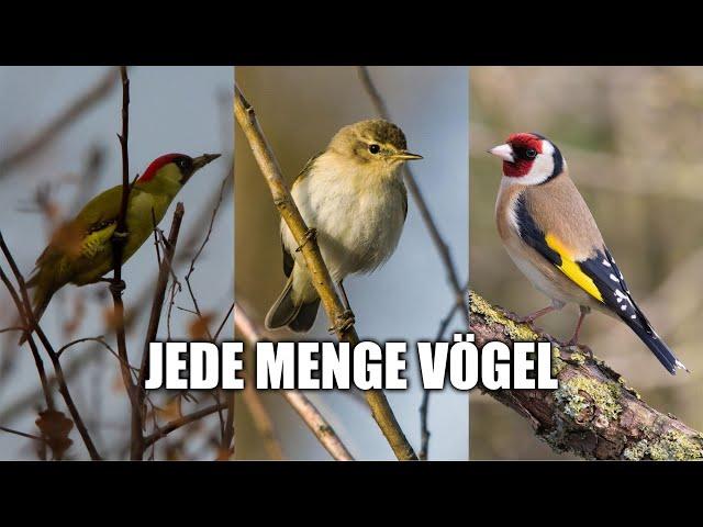 Alles ist voll! - Zugvögel in der Hecke