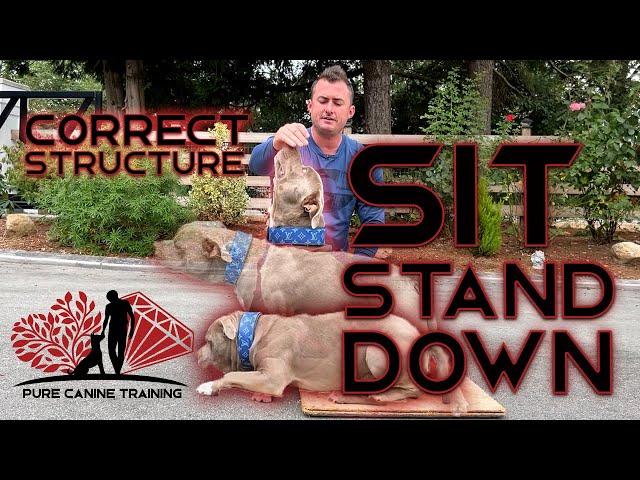 Sit Stand Down, IMPORTANT for creating connections with your dog *READ BELOW & LEARN MY WAY *