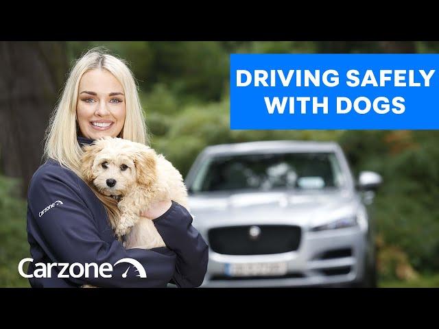 Driving Safely With Dogs: Expert Tips