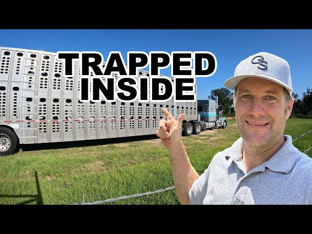 What it’s like INSIDE a cattle hauler