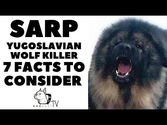 Before You Buy a Dog - SARPLANINAC - 7 facts before you choose them! DogCastTV!